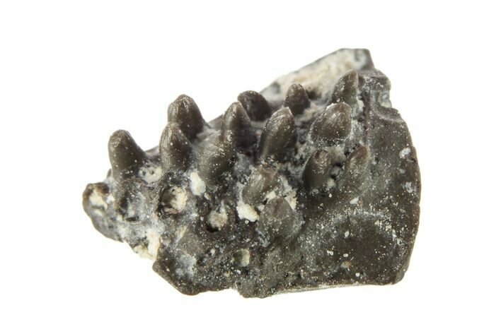 Permian Reptile (Captorhinus) Jaw Section - Oklahoma #261587